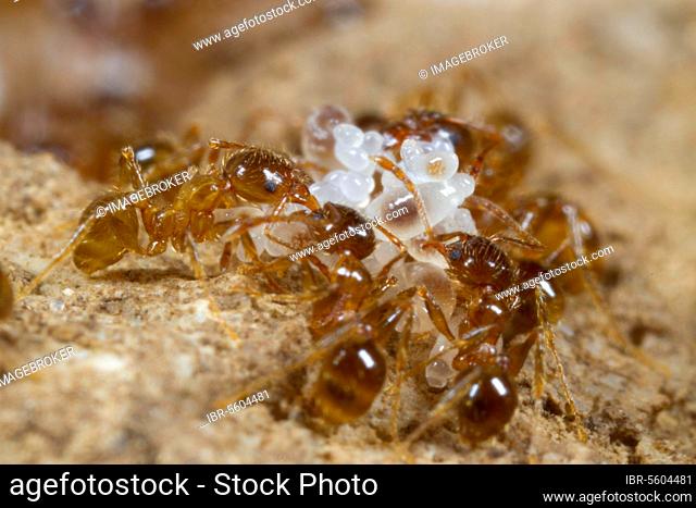 Adult Mediterranean dimorphic ant (Pheidole pallidula), workers tending larvae and eggs in the nest, Ile St. Martin, Aude, Languedoc-Roussillon, France, Europe