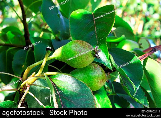 Closeup of pears growing in the summer on a tree