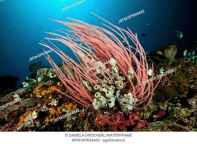 Coral Reef with Red Whip Coral, Ellisella ceratophyta, Ambon, Moluccas, Indonesia