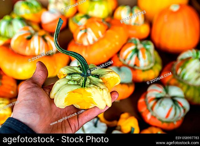 Close up of man's hand holding up a small decorative pumpkin from a crate with many others. Strange shape, bright orange color. Organic food market