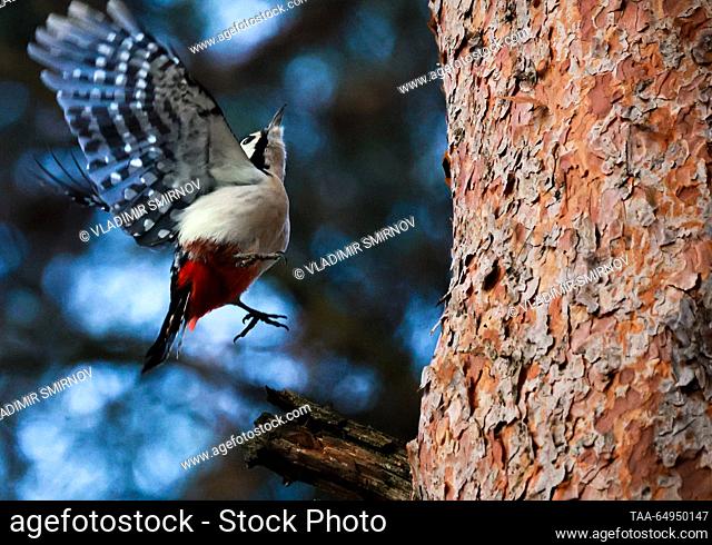 RUSSIA, IVANOVO REGION - NOVEMBER 18, 2023: A great spotted woodpecker is seen in flight at a pine tree in the vicinity of the town of Plyos in late autumn