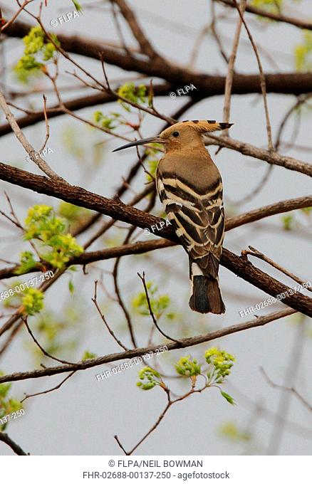 Hoopoe Upupa epops saturata adult, perched on branch, Beidaihe, Hebei, China, may