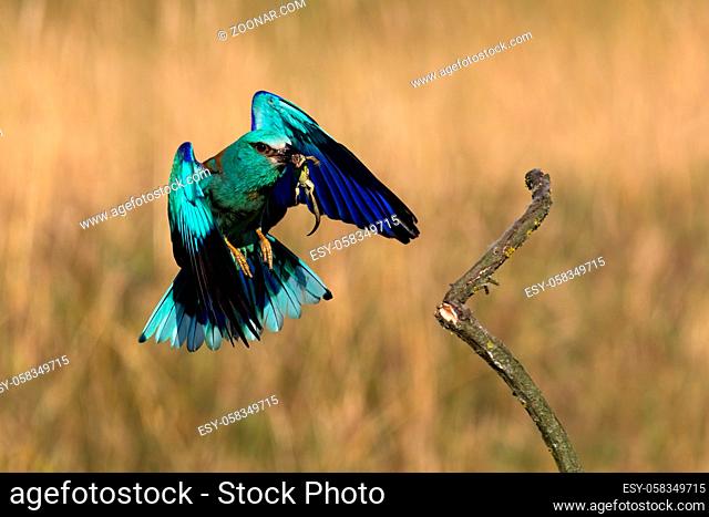 Colorful european roller, coracias garrulus, flying with green lizard in beak in spring. Vibrant bird landing on a twig in nature from front view