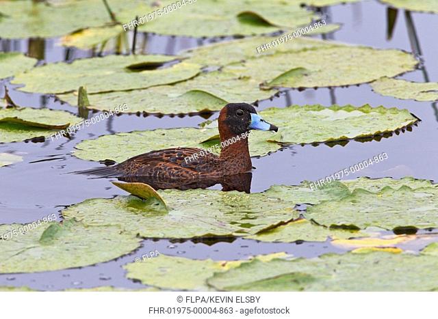 Masked Duck (Nomonyx dominicus) adult male, breeding plumage, swimming amongst waterlily leaves, Tobago, Trinidad and Tobago, November