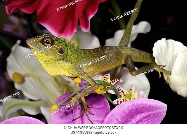 Chameleon on a vase of artificial flowers