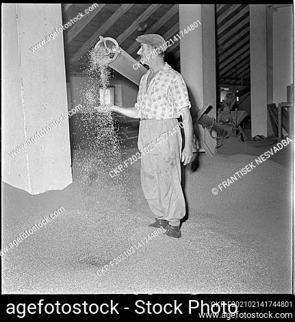 ***AUGUST 14, 1968, FILE PHOTO***  A post-harvest line helps cooperative farmers in volatile weather. A newly built tunnel dryer enables the cooperative farmers...