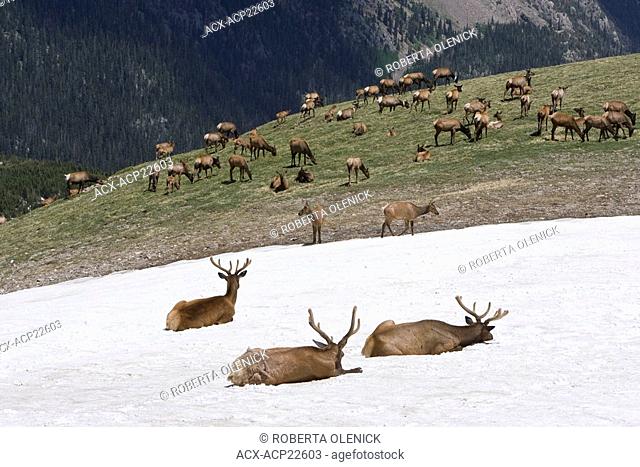 Elk Cervus canadensis, herd in the alpine, Rocky Mountain National Park, Colorado. The animals in the foreground are bulls bedded down in snow patch to keep...