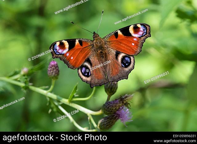 Tagpfauenauge, Aglais io, European peacock butterfly