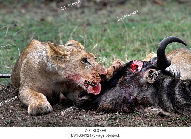 lion (Panthera leo), lioness with prey, Kenya, Masai Mara National Park