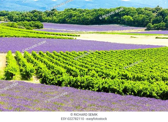 lavender fields with vineyards, Rhone-Alpes, France