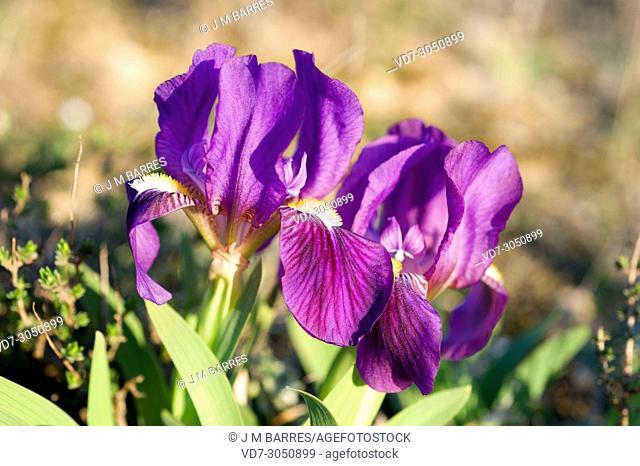 Crimean iris (Iris lutescens) is a perennial plant native to north east Spain, south France, Italy and Portugal. The flowers can be yellow or violet