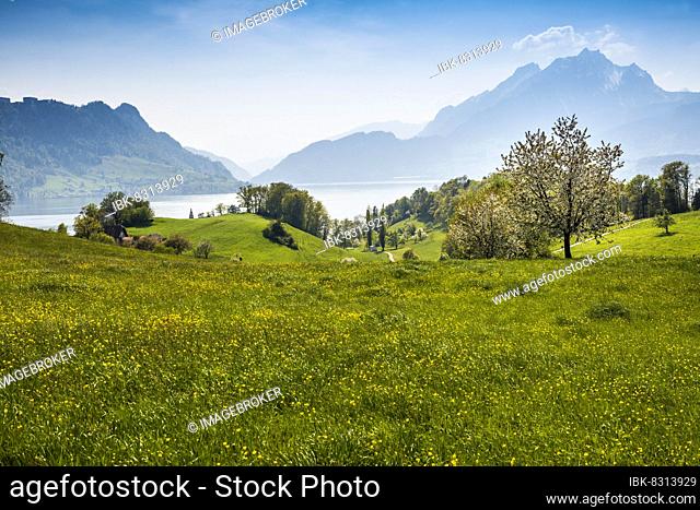 Panorama with lake and mountains, Pilatus in the back, Hertenstein, near Weggis, Lake Lucerne, Canton Lucerne, Switzerland, Europe