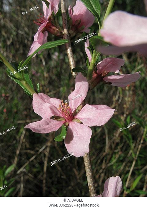 Dwarf Russian Almond, Russian Almond (Prunus tenella), blooming branch