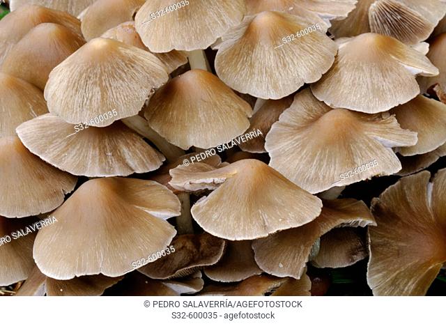Mushrooms. Selva de Irati. Pyrenées. Navarre. Spain