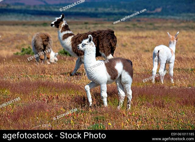 Lamas in der Pampa in Argentinien