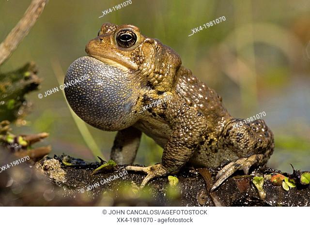 American toad - Bufo americanus - New York - Male calling to attract females