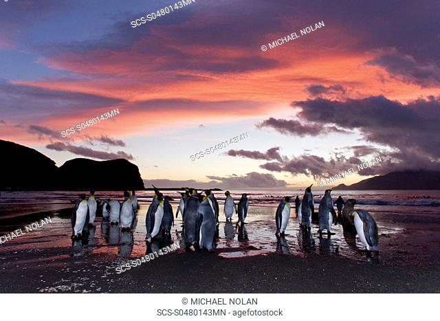 Sunrise on the king penguin Aptenodytes patagonicus breeding and nesting colonies at St Andrews Bay on South Georgia Island