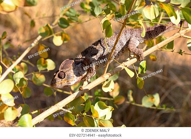 Endemic Malagasy giant chameleon or Oustalets's chameleon (Furcifer oustaleti), very large species of chameleon. Ankarana Special Reserve