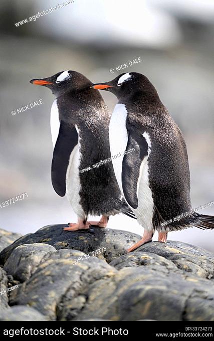 Gentoo penguin (Pygoscelis papua) stands mirroring another on rock; Antarctica
