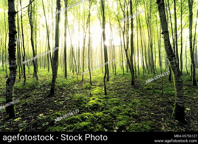 Forest, Augsburger Land, Swabia, Bavaria, Germany, Europe