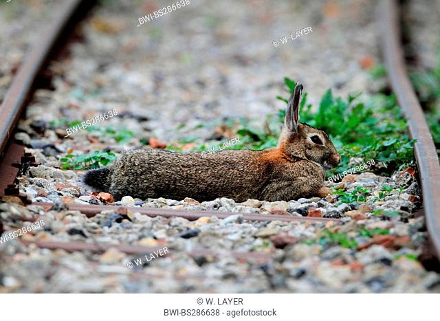 European rabbit (Oryctolagus cuniculus), lying on railway track, Germany