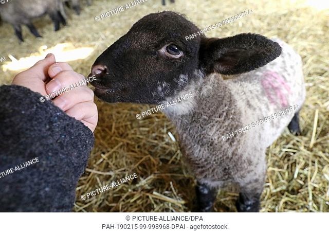 14 February 2019, Mecklenburg-Western Pomerania, Reimershagen: In the stable of shepherd Sven Nöller a lamb licks a hand