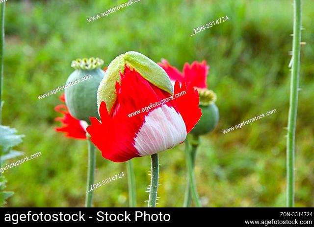 Unfolding red white color poppy. Deflorated poppy on background