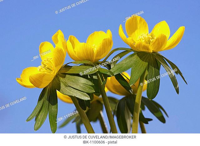 Small Winter aconite (Eranthis hyemalis), Winter aconites, blossoms