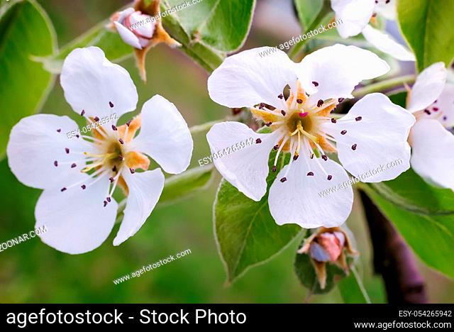 The pear tree blossomed white flowers against a green garden