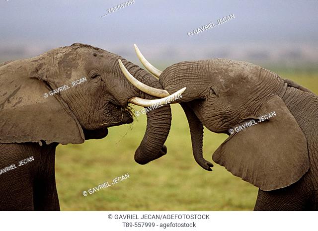 Africa, Kenya, Amboseli NP, African elephant pair intertwining trunks, (Loxodonta africana)