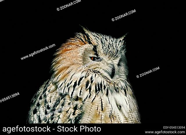 Portrait of Owl over the Black Background