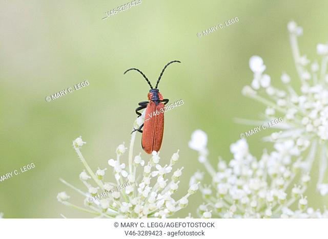 Net-winged Beetle, Lygistopterus sanguineus. Crimson elongated beetle that looks similar to a soldier beetle, but belongs to Lycidae
