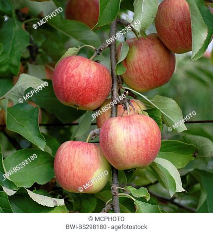 apple tree (Malus domestica 'Shampion', Malus domestica Shampion), cultivar Shampion, apples on a tree