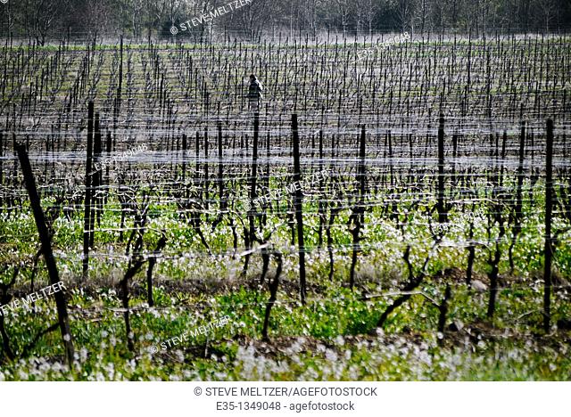 Wine grape vines in late winter in the Herault region of France