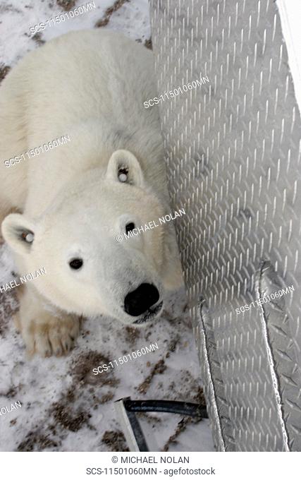 Curious Polar Bear Ursus maritimus inspects the photographer near Churchill, Manitoba, Canada
