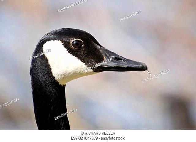 Close Up Profile of Canada Goose