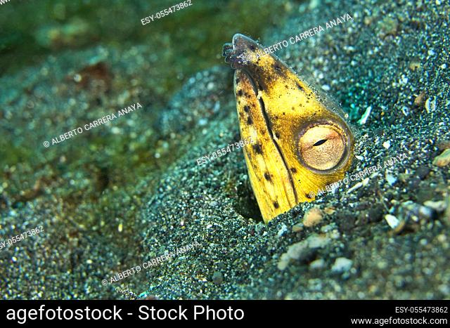 Black-finned Snake Eel, Ophichthus melanochir, Lembeh, North Sulawesi, Indonesia, Asia