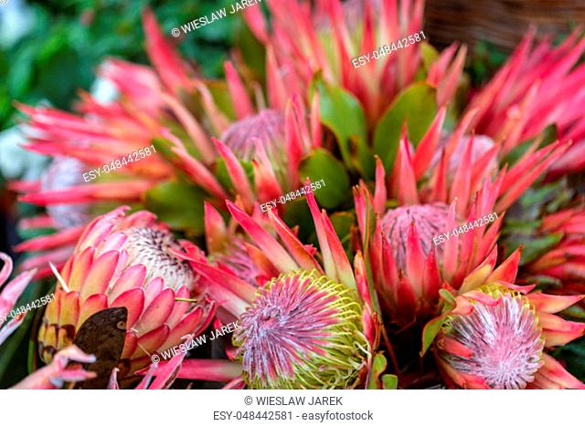 King protea or protea cynaroides the national flower of South Africa
