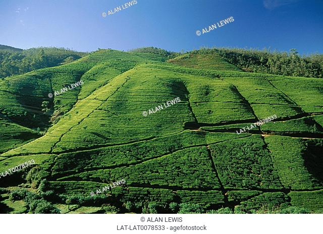 View across tea plantations on hills. Green fields