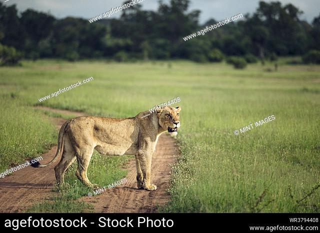 A Lioness, Panthera leo, standing in a clearing, looking out