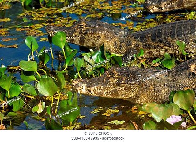 BRAZIL, MATO GROSSO, PANTANAL, REFUGIO ECOLOGICO CAIMAN, PARAGUAYAN CAIMANS Caiman crocodilus yacare IN WATER PLANTS