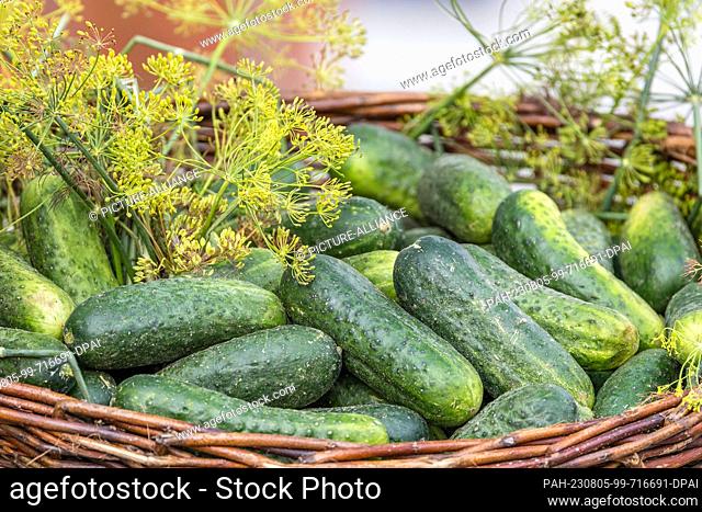 05 August 2023, Brandenburg, Golßen: Pickled cucumbers lie at a sales stand at the Spreewald Gherkin Day in Golßen. They are the main raw material for the...