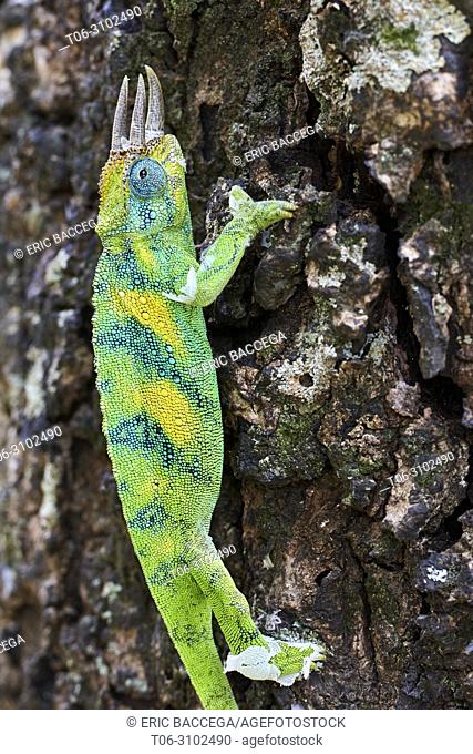 Jackson's three-horned chameleon (Trioceros jacksonii) climbing on tree. Bwindi Impenetrable Forest, Uganda, Africa