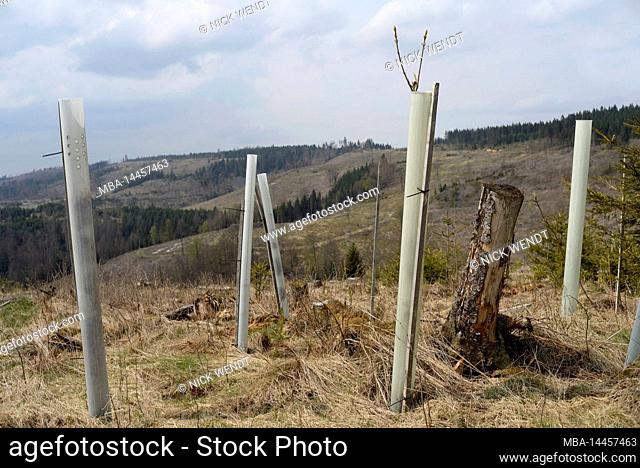 Reforestation of a clearcut after bark beetle infestation in the Thuringian Forest