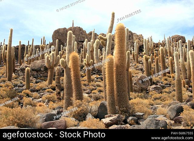 Cacti, taken on October 17th, 2009 on Isla Incahuasi (Bolivia). Isla Incahuasi is located in the Salar de Uyuni, the largest salt pan in the world