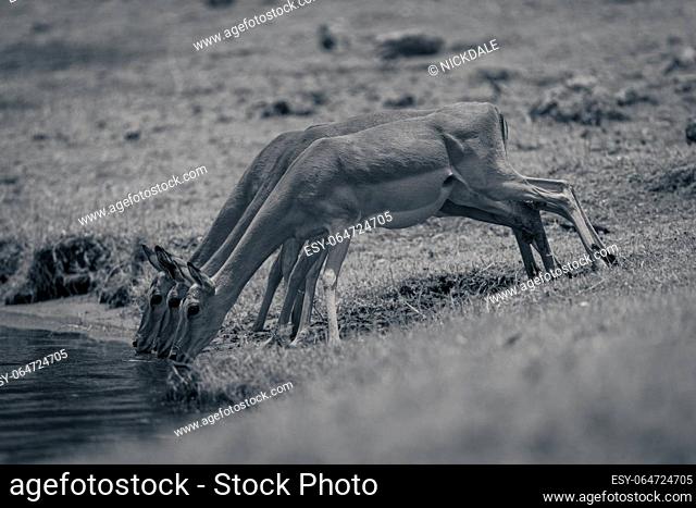 Mono three common impala drink from river