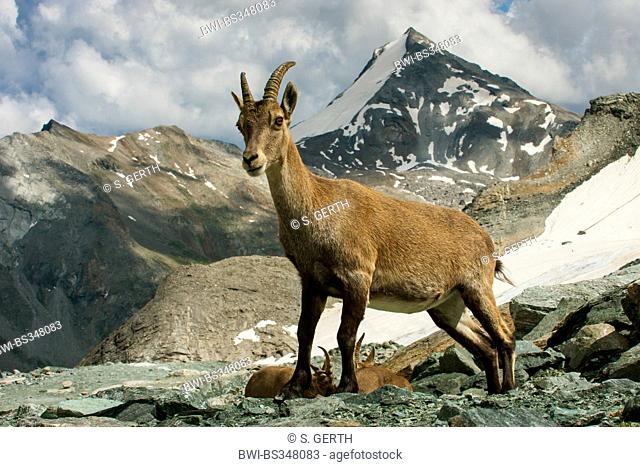 alpine ibex (Capra ibex, Capra ibex ibex), female ibexes in front of Stellihorn, Switzerland, Valais, Saas Fee