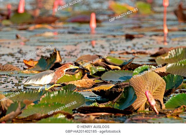 Chinese-pond Heron (ardeola bacchus) - in pink water lilies - Thailand Crabier chinois
