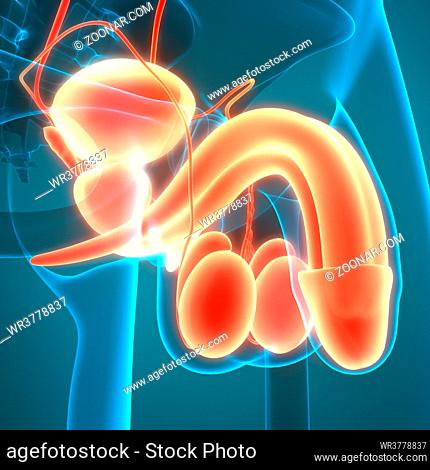 3D Illustration Concept of Human Male Internal Organs Reproductive System Anatomy