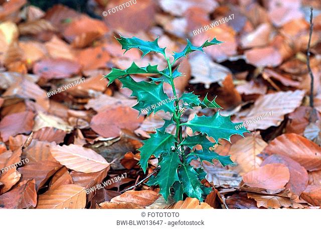 common holly, English holly Ilex aquifolium